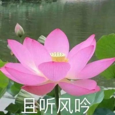 首届国际名校生态赛舟会浙江湖州举办